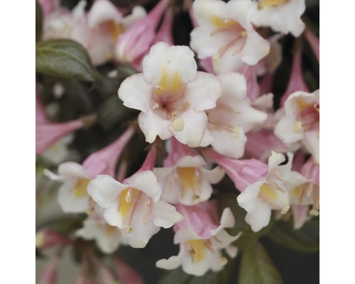 Vajgela zakrslá FloraSelf Weigela florida 'Vintage Love' kvetináč 6 l