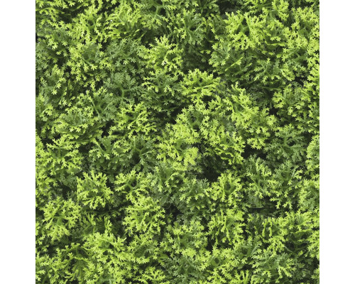 Detail umelého zeleného porastu ako rastliny do živého plota