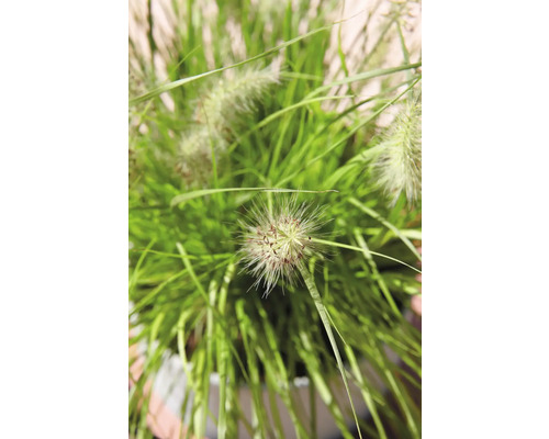 Perovec psiarkovitý FloraSelf Pennisetum alopecuroides 'Hameln' výška 5-30 cm kvetináč 14 cm