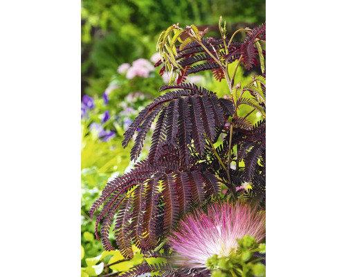 Albízia FloraSelf Albizia julibrissin 'Summer Chocolate' celková výška cca 40-60 cm kvetináč 7,5 l čokoládovo hnedá
