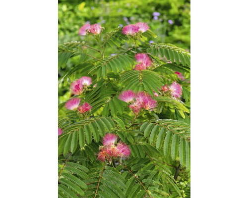 Albízia ružová 'Ombrella' FloraSelf Albizia julibrissin 'Ombrella' výška kmeňa cca 105 cm celková výška cca 160 cm kvetináč 18 l Hodvábny strom so zelenými listami a ružovými kvetmi