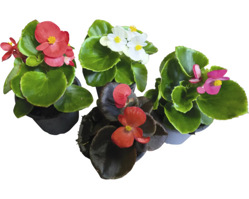 Voskovka, begónia stálokvetá Begonia semperflorens kvetináč Ø 9 cm 1 ks, rôzne farby Rôzne begónie v kvetináčoch
