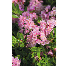 Detail kvetov rododendronu