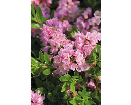 Detail kvetov rododendronu