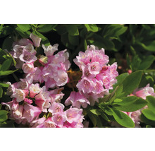 Detailný záber ružovo kvitnúceho rododendronu so zelenými listami