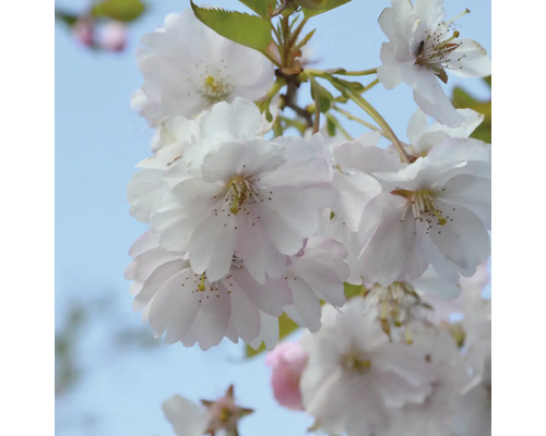 Detail vetvy kvitnúcej čerešne