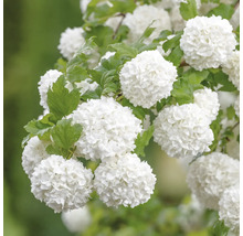 Kalina obyčajná Viburnum opulus 'Roseum' 80-100 cm kvetináč 10 l