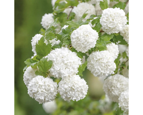 Kvetenstvo kaliny s zelenými listami