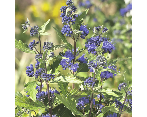 Bradavec Caryopteris clandonensis 'First Choice' V 40-60 cm kvetináč 4,5 l
