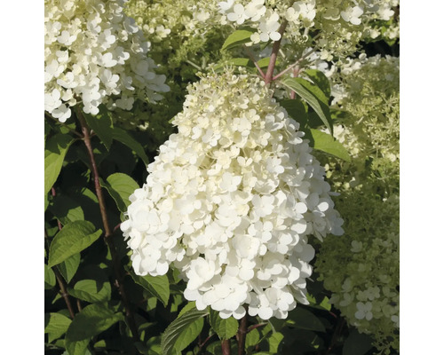 Hortenzia latnatá FloraSelf Hydrangea paniculata 'Bobo'® 50-60 cm kvetináč 6 l Metlinatá hortenzia s bielymi kvetmi