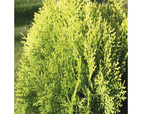 Tuja východná zakrpatená žltá Thuja orientalis 'Aurea Nana' 30-40 cm kvetináč 3,7 l Guľovitý cyprus s hustým guľatým tvarom do záhrady