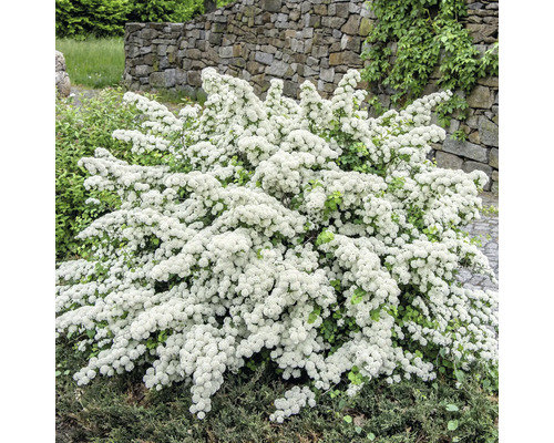 Tavoľník nipponský FloraSelf Spiraea nipponica „Snowmound“ 50-60 cm kvetináč 4 l