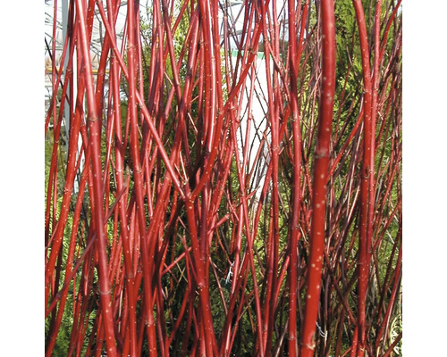 Drieň biely FloraSelf Cornus alba „Sibirica“ 50-60 cm kvetináč 4 l