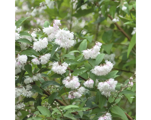 Pustoryl rastlina s bielymi kvetmi a zelenými listami.
