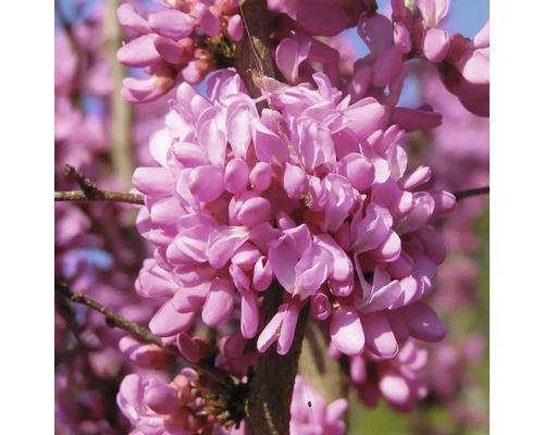 Judášovec čínsky FloraSelf Cercis chinensis "Don Egolf" polokmeň 40 cm výška cca 70-80 cm kvetináč 6 l