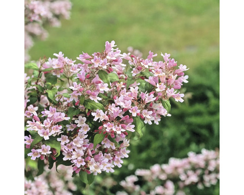 Kvitnúci okrasný ker s kvetmi