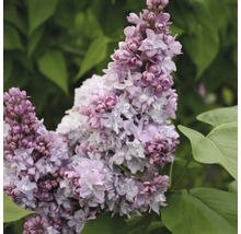 Orgován obyčajný FloraSelf Syringa vulgaris „Katherine Havemeyer“ 40-60 cm kvetináč 3 l