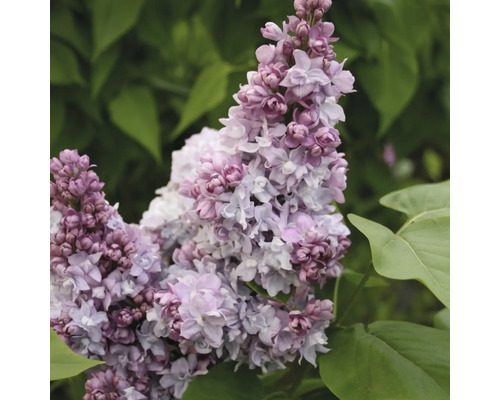 Detail kvetenstva orgovánu