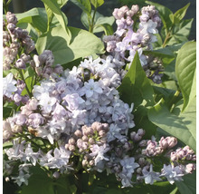 Orgován obyčajný FloraSelf Syringa vulgaris „Nadezhda“ 40-60 cm kvetináč 3 l