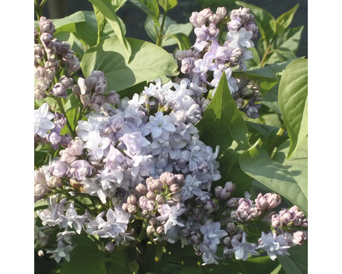 Orgován obyčajný FloraSelf Syringa vulgaris „Nadezhda“ 40-60 cm kvetináč 3 l