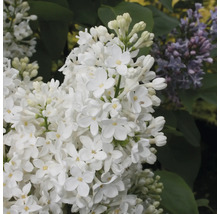 Detail kvitnúceho bieleho orgovánu