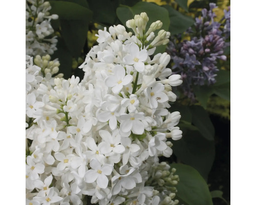 Detail kvitnúceho bieleho orgovánu