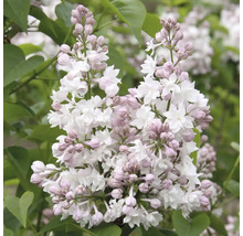 Kvetenstvo trpasličieho orgovánu s kvetmi a púčikmi