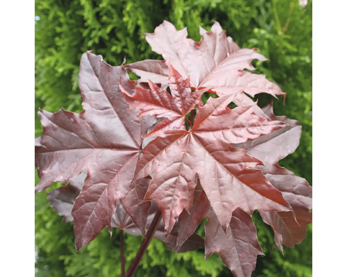 Javor mliečny 'Crimson Sentry' XXL FloraSelf polokmeň Acer platanoides 'Crimson Sentry' kvetináč 18 l Javor s charakteristickými listami