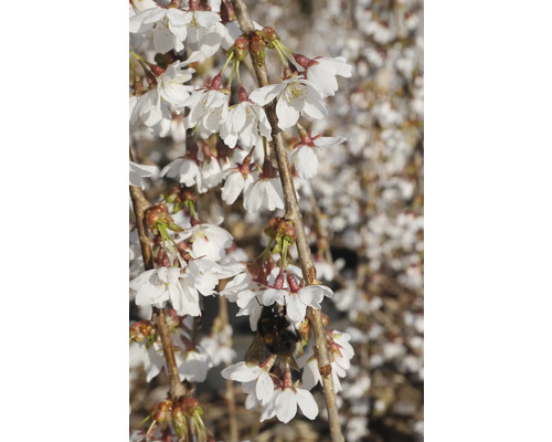 Kvitnúca okrasná čerešňa s čmeliakom