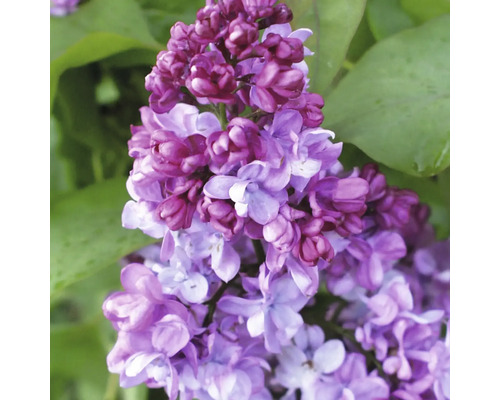 Detail fialovo kvitnúcej rastliny so zelenými listami