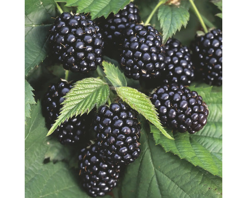 Černica beztrnná BIO Hof:Obst Rubus fruticosus 'Triple Crown' výška 30-40 cm výška 15 cm