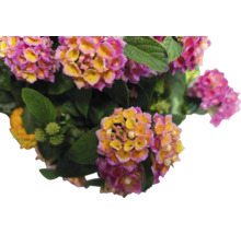 Lantana menivá Lantana camara výška cca 15 cm kvetináč Ø 25 cm