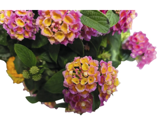 Detailný záber rastliny Lantana