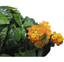 Lantana menivá Lantana camara výška cca 15 cm kvetináč Ø 25 cm
