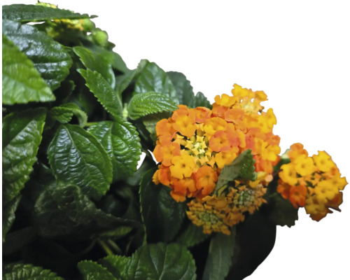 Oranžovožlté okrasné kríkové kvety so zelenými listami.