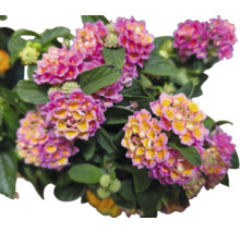 Lantana menivá Lantana camara výška cca 15 cm kvetináč Ø 25 cm