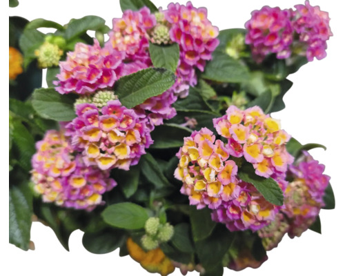 Kvitnúci ker s kvetmi polokríka