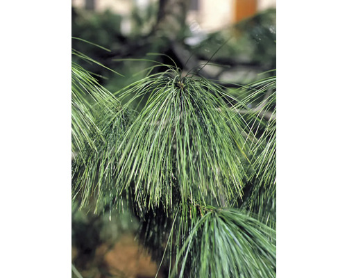 Detail borovicových ihlíc