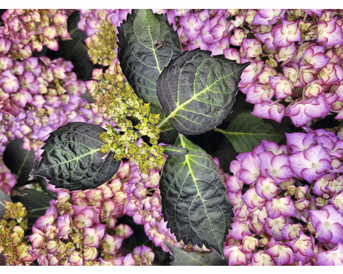 Detail hortenzie s listami