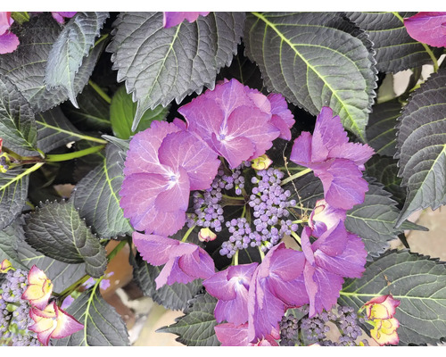 Detailný záber rastliny hortenzie s fialovými kvetmi a zelenými listami