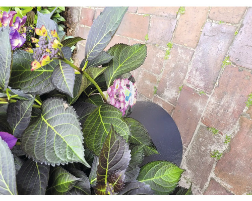 Detailný pohľad na hortenziu s fialovými a žltými kvetmi v kvetináči