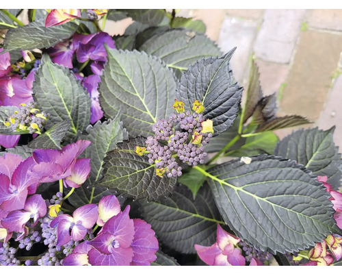 Detail fialových kvetov hortenzie a tmavej zelene