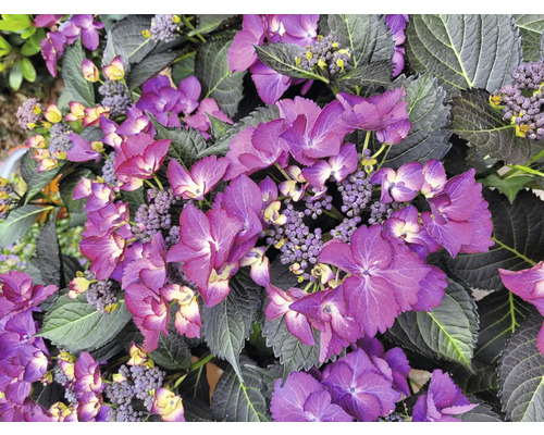 Detailný pohľad na hortenziu s fialovými kvetmi a tmavými listami.