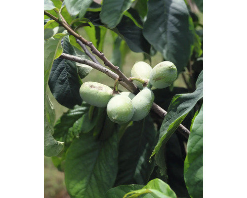 Konár s plodmi a listami muďoule trojlaločnej