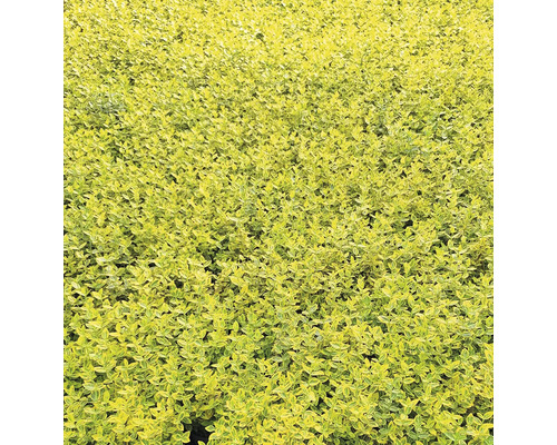 Detailný záber živých plotov v záhrade.