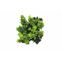Buxus rastlina v kvetináči