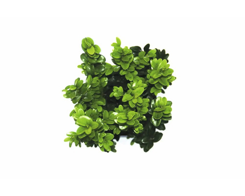 Buxus rastlina v kvetináči