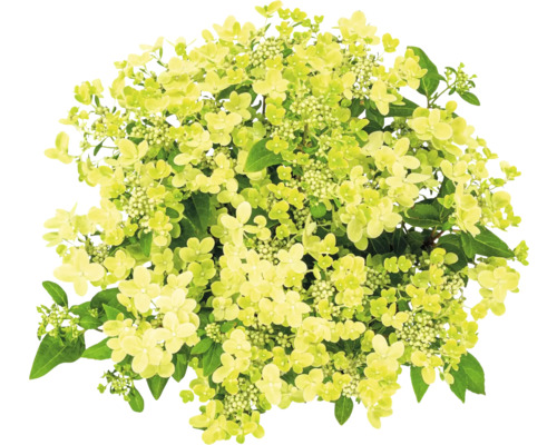 Metlinová hortenzia s kvetmi a listami