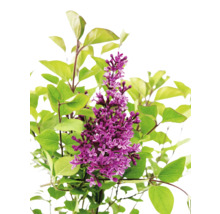 Kvitnúca rastlina orgovánu so zelenými listami