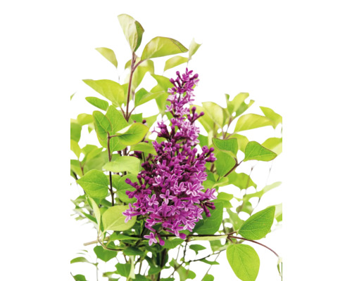 Kvitnúca rastlina orgovánu so zelenými listami